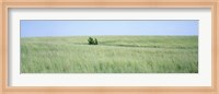 Grass on a field, Prairie Grass, Iowa, USA Fine Art Print
