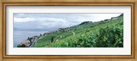 Vineyard on a hillside in front of a lake, Lake Geneva, Rivaz, Vaud, Switzerland Fine Art Print