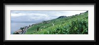Vineyard on a hillside in front of a lake, Lake Geneva, Rivaz, Vaud, Switzerland Fine Art Print