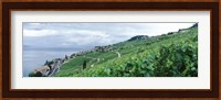 Vineyard on a hillside in front of a lake, Lake Geneva, Rivaz, Vaud, Switzerland Fine Art Print