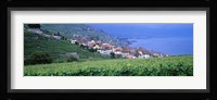 Vineyards, Rivaz, Switzerland Fine Art Print