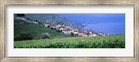 Vineyards, Rivaz, Switzerland Fine Art Print