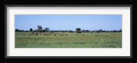 Red Lechwee Moremi Game Reserve Botswana Africa Fine Art Print