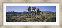 Joshua trees on a landscape, Joshua Tree National Monument, California, USA Fine Art Print