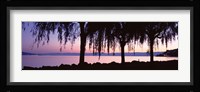 Weeping Willows, Lake Geneva, St Saphorin, Switzerland Fine Art Print
