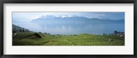 Vineyard at the lakeside, Lake Geneva, Switzerland Fine Art Print