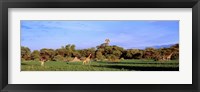 Giraffes in a field, Moremi Wildlife Reserve, Botswana, South Africa Fine Art Print
