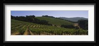 Vineyard on a landscape, Napa Valley, California, USA Fine Art Print