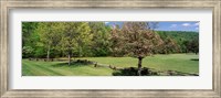 Trees on a field, Davidson River Campground, Pisgah National Forest, Brevard, North Carolina, USA Fine Art Print