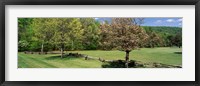 Trees on a field, Davidson River Campground, Pisgah National Forest, Brevard, North Carolina, USA Fine Art Print