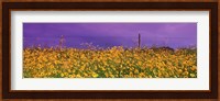 Field Coreopsis Flowers, Texas, USA Fine Art Print