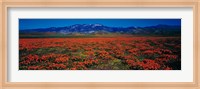 Field, Poppy Flowers, Antelope Valley, California, USA Fine Art Print