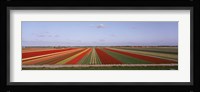 High Angle View Of Cultivated Flowers On A Field, Holland Fine Art Print