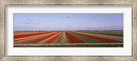 High Angle View Of Cultivated Flowers On A Field, Holland Fine Art Print