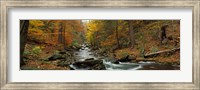 Fall Trees Kitchen Creek PA Fine Art Print