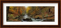 Fall Trees Kitchen Creek PA Fine Art Print