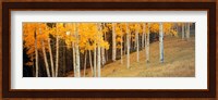 Aspen trees in a field, Ouray County, Colorado, USA Fine Art Print