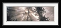 Trees Redwood National Park, California, USA Fine Art Print