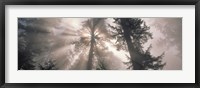 Trees Redwood National Park, California, USA Fine Art Print