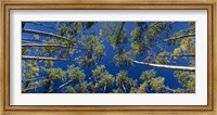 White Aspen Trees CO USA Fine Art Print