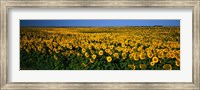 Field of Sunflowers ND USA Fine Art Print