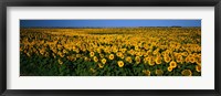 Field of Sunflowers ND USA Fine Art Print