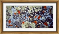 Lichens on Rock CO USA Fine Art Print