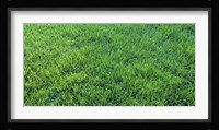 Grass Sacramento CA USA Fine Art Print