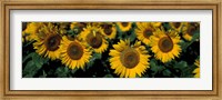 Sunflowers ND USA Fine Art Print