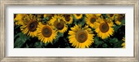 Sunflowers ND USA Fine Art Print