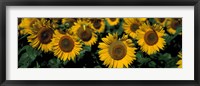 Sunflowers ND USA Fine Art Print