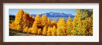Fall Aspen Trees Telluride CO Fine Art Print