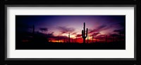 Silhouette of Saguaro cactus (Carnegiea gigantea), Saguaro National Monument, Arizona, USA Fine Art Print