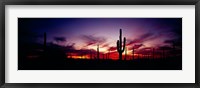 Silhouette of Saguaro cactus (Carnegiea gigantea), Saguaro National Monument, Arizona, USA Fine Art Print