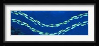 School of fish Great Barrier Reef Australia Fine Art Print