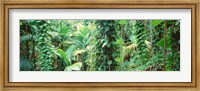 Vegetation Seychelles Fine Art Print