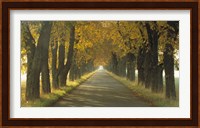 Road w/Autumn Trees Sweden Fine Art Print
