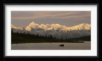 Moose standing on a frozen lake, Wonder Lake, Denali National Park, Alaska, USA Fine Art Print