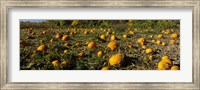 Field of ripe pumpkins, Kent County, Michigan, USA Fine Art Print