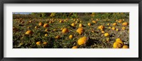 Field of ripe pumpkins, Kent County, Michigan, USA Fine Art Print