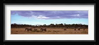 Africa, Kenya, Masai Mara National Reserve, Elephants in national park Fine Art Print
