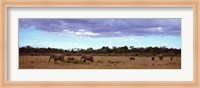 Africa, Kenya, Masai Mara National Reserve, Elephants in national park Fine Art Print