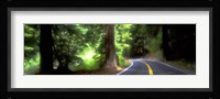 Road, Redwoods, Mendocino County, California, USA Fine Art Print