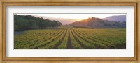 Sunset, Vineyard, Napa Valley, California, USA Fine Art Print