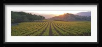 Sunset, Vineyard, Napa Valley, California, USA Fine Art Print