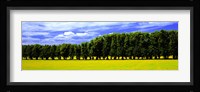 Row Of Trees, Uppland, Sweden Fine Art Print