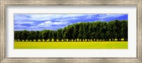 Row Of Trees, Uppland, Sweden Fine Art Print