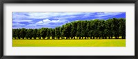 Row Of Trees, Uppland, Sweden Fine Art Print