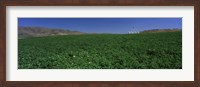 USA, Idaho, Burley, Potato field surrounded by mountains Fine Art Print