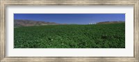 USA, Idaho, Burley, Potato field surrounded by mountains Fine Art Print